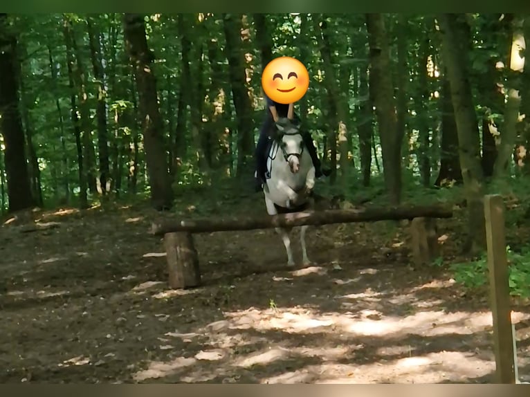 Welsh A (Mountain Pony) Mare 7 years 12 hh Grey in Krefeld