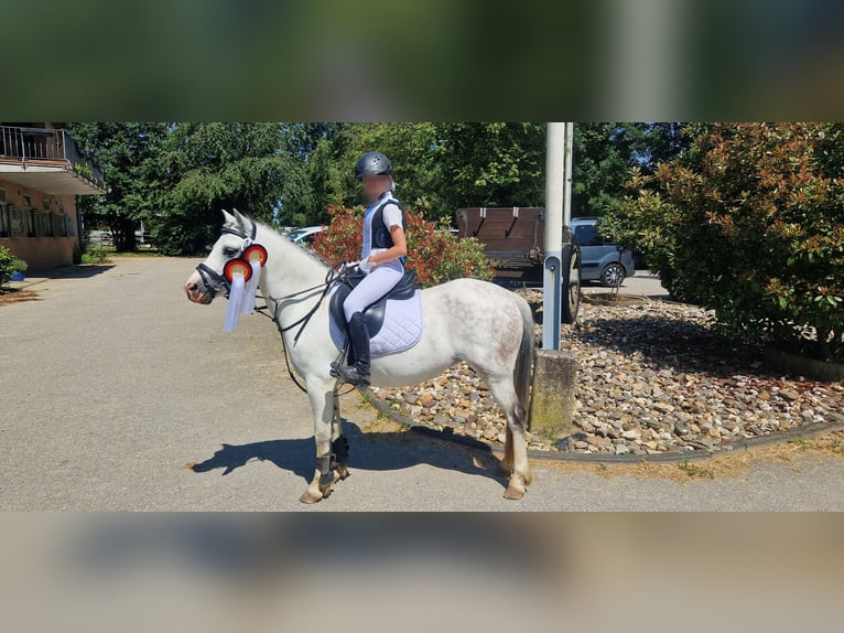 Welsh A (Mountain Pony) Mare 7 years 12 hh Grey in Krefeld
