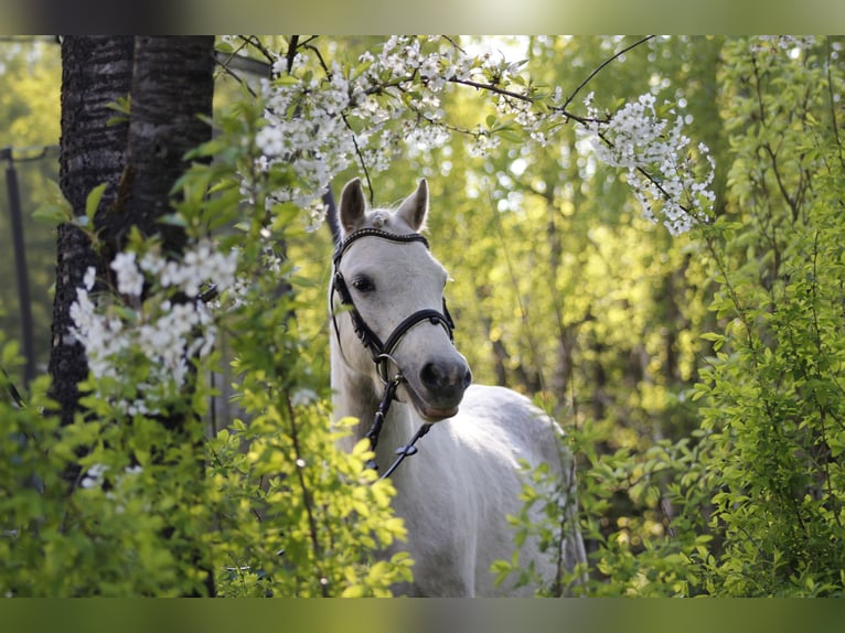 Welsh A (Mountain Pony) Mare 7 years 12 hh Grey in Krumstedt