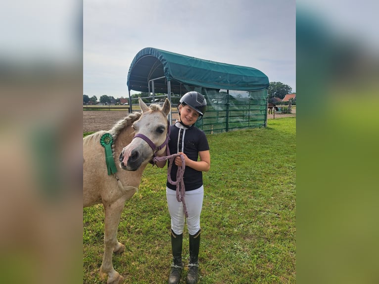 Welsh A (Mountain Pony) Mare 7 years 12 hh Palomino in Burgdorf