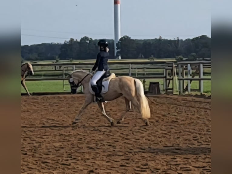 Welsh A (Mountain Pony) Mare 7 years 12 hh Palomino in Burgdorf