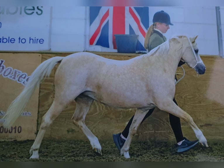 Welsh A (Mountain Pony) Mare 7 years 12 hh Palomino in Bexley, London