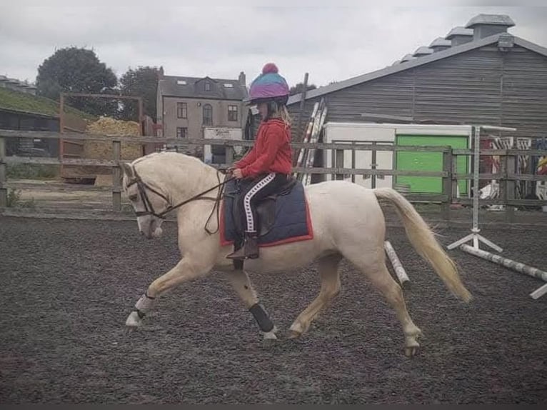 Welsh A (Mountain Pony) Mare 7 years 12 hh Palomino in Bexley, London