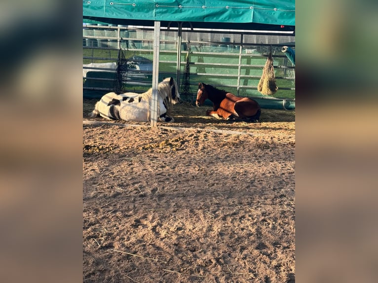 Welsh A (Mountain Pony) Mare 7 years 12,1 hh in Dormagen