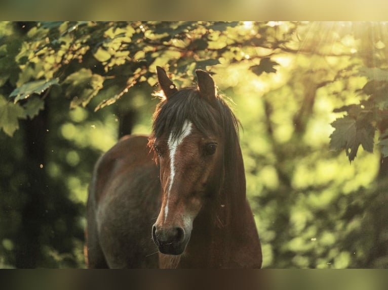 Welsh A (Mountain Pony) Mare 7 years 12,1 hh in Dormagen