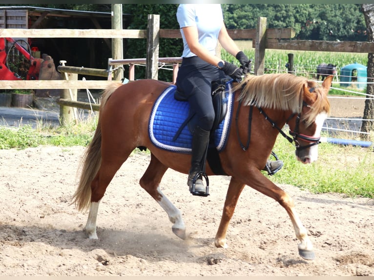 Welsh A (Mountain Pony) Mix Mare 7 years Chestnut-Red in uelsen