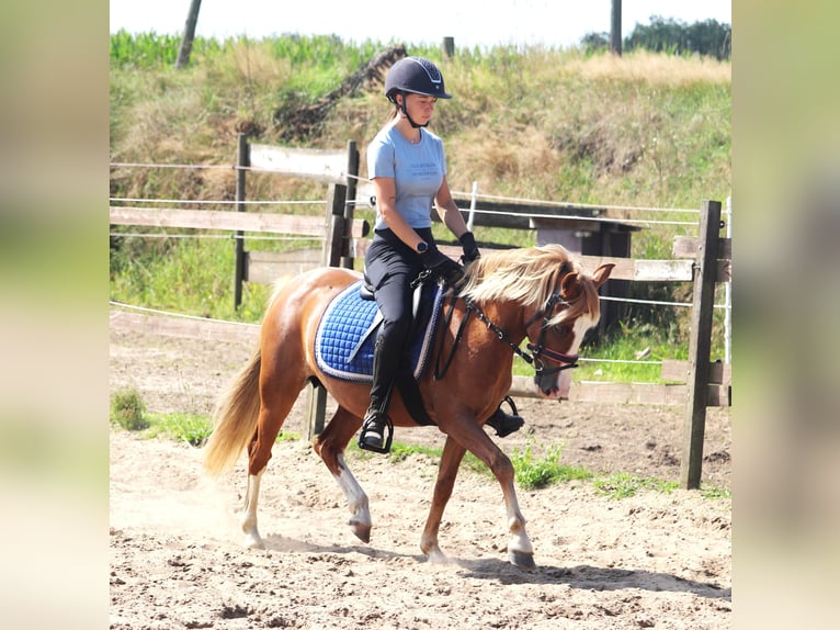 Welsh A (Mountain Pony) Mix Mare 7 years Chestnut-Red in uelsen