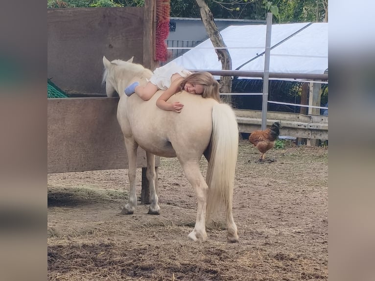 Welsh A (Mountain Pony) Mare 8 years 10,2 hh Palomino in Riedstadt