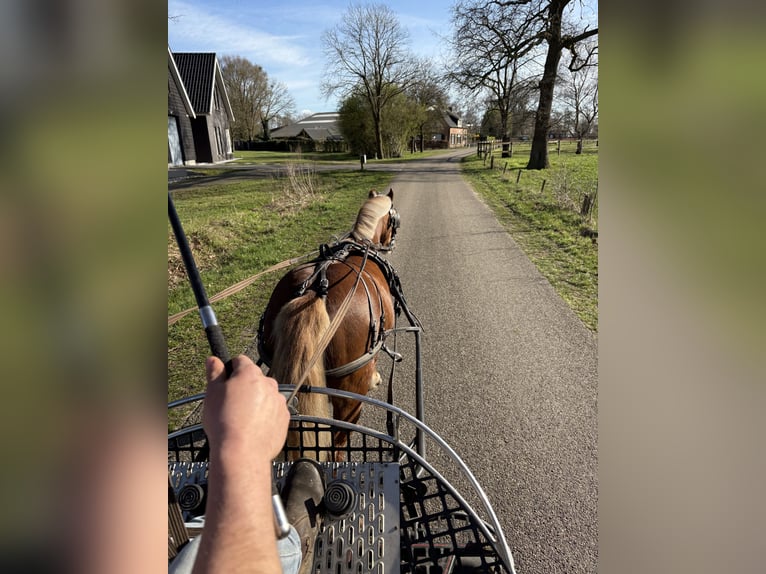 Welsh A (Mountain Pony) Mare 8 years 11.3 hh Chestnut-Red in Hengelo (Gld)