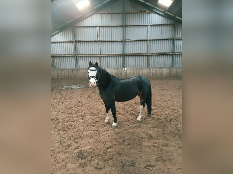 Welsh A (Mountain Pony) Mare 8 years 11,1 hh Smoky-Black in Tjalleberd