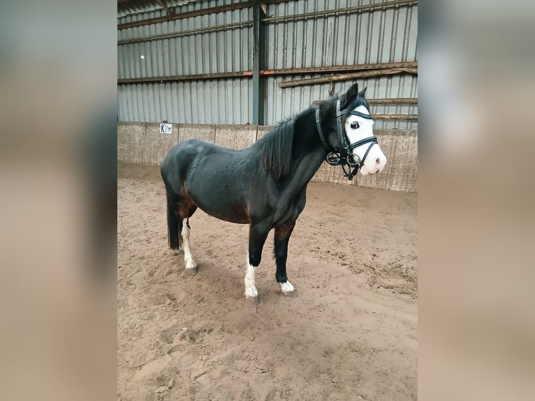 Welsh A (Mountain Pony) Mare 8 years 11,1 hh Smoky-Black in Tjalleberd