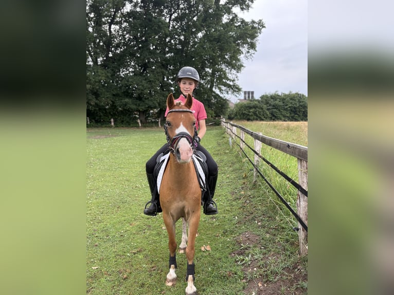 Welsh A (Mountain Pony) Mare 8 years 11,2 hh Chestnut-Red in Emstek