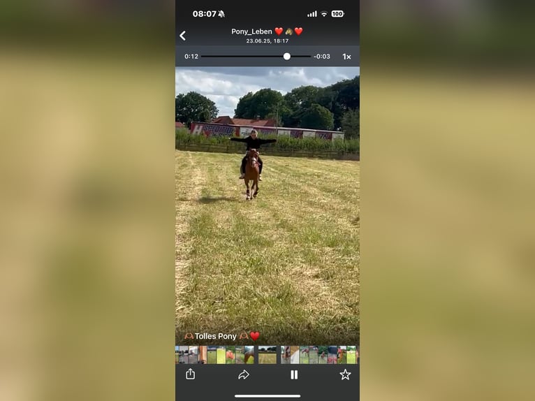 Welsh A (Mountain Pony) Mare 8 years 11,2 hh Chestnut-Red in Emstek