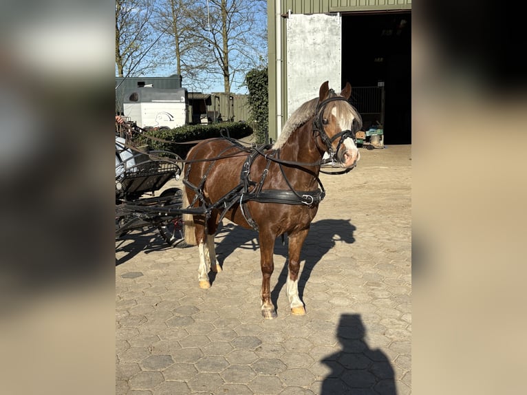 Welsh A (Mountain Pony) Mare 8 years 11,3 hh Chestnut-Red in Hengelo (Gld)