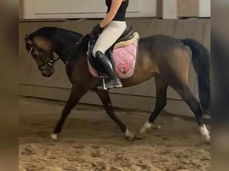 Welsh A (Mountain Pony) Mare 8 years 12.1 hh Buckskin in Bad Essen
