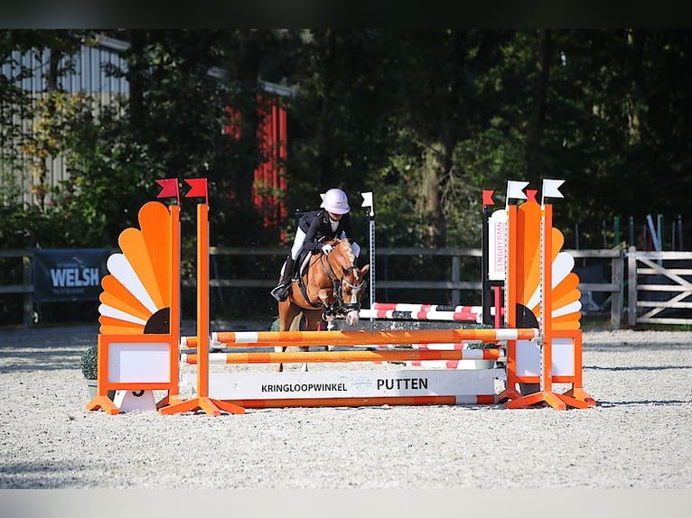 Welsh A (Mountain Pony) Mare 8 years 12.1 hh Chestnut-Red in Vinkenbuurt