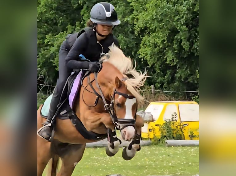 Welsh A (Mountain Pony) Mare 8 years 12.1 hh Chestnut-Red in Vinkenbuurt