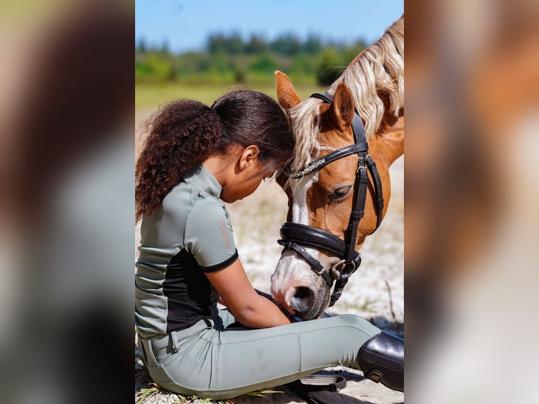 Welsh A (Mountain Pony) Mare 8 years 12.1 hh Chestnut-Red in Vinkenbuurt