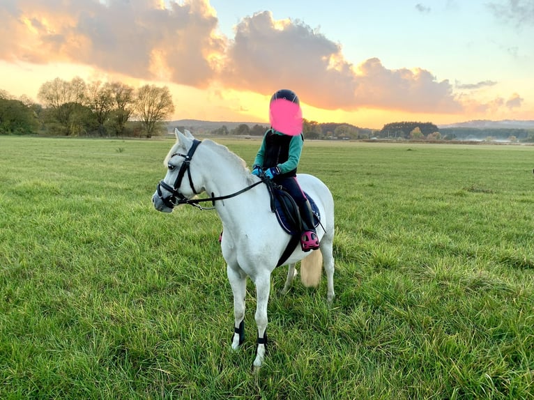 Welsh A (Mountain Pony) Mare 8 years 12 hh Gray in Bergholz-Rehbr&#xFC;cke