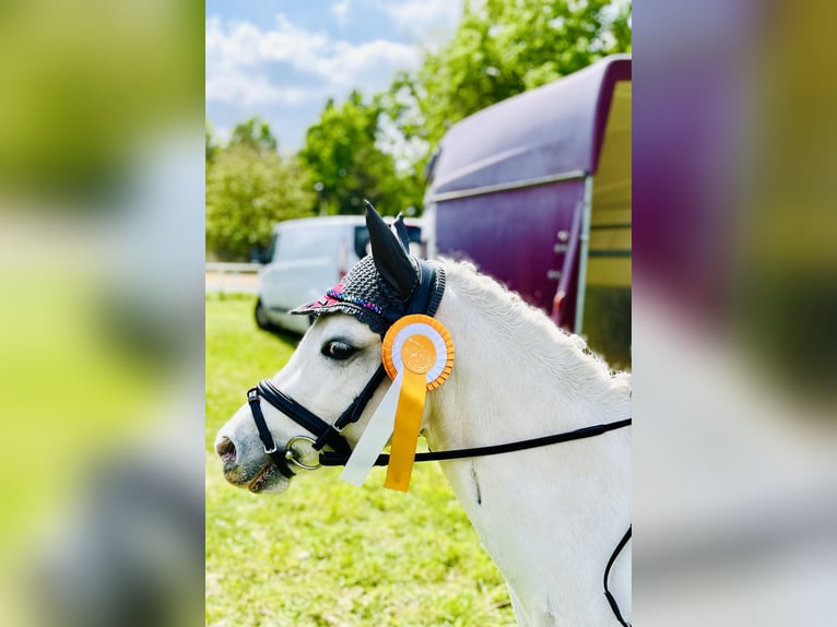 Welsh A (Mountain Pony) Mare 8 years 12 hh Gray in Bergholz-Rehbr&#xFC;cke