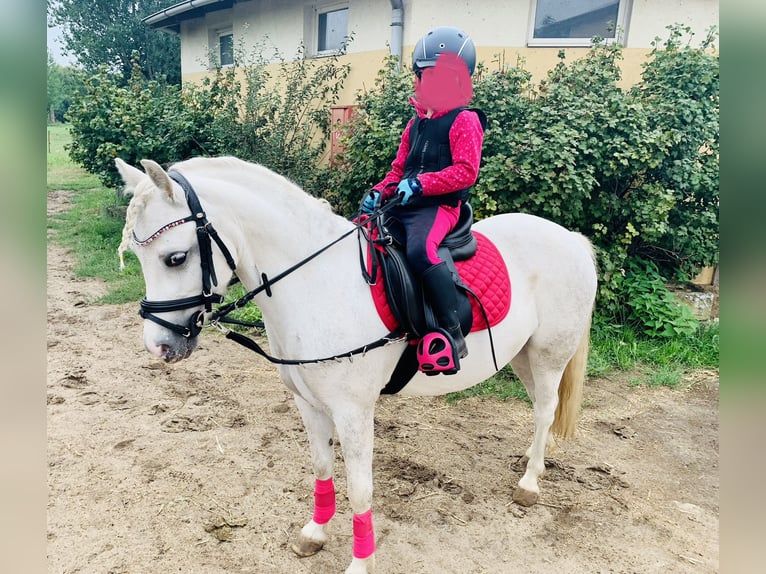 Welsh A (Mountain Pony) Mare 8 years 12 hh Gray in Bergholz-Rehbr&#xFC;cke