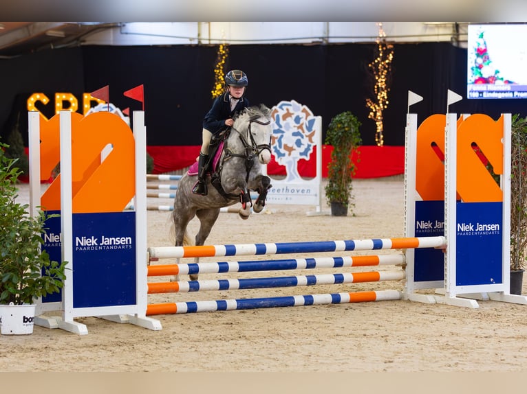 Welsh A (Mountain Pony) Mare 8 years 12 hh Grey in Nijverdal