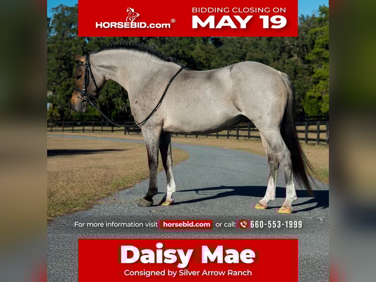 Welsh A (Mountain Pony) Mare 8 years 13,1 hh in Morriston, FL