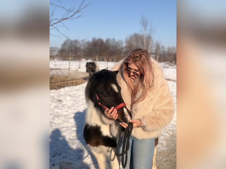 Welsh A (Mountain Pony) Mare 9 years 11.1 hh Pinto in Poznań