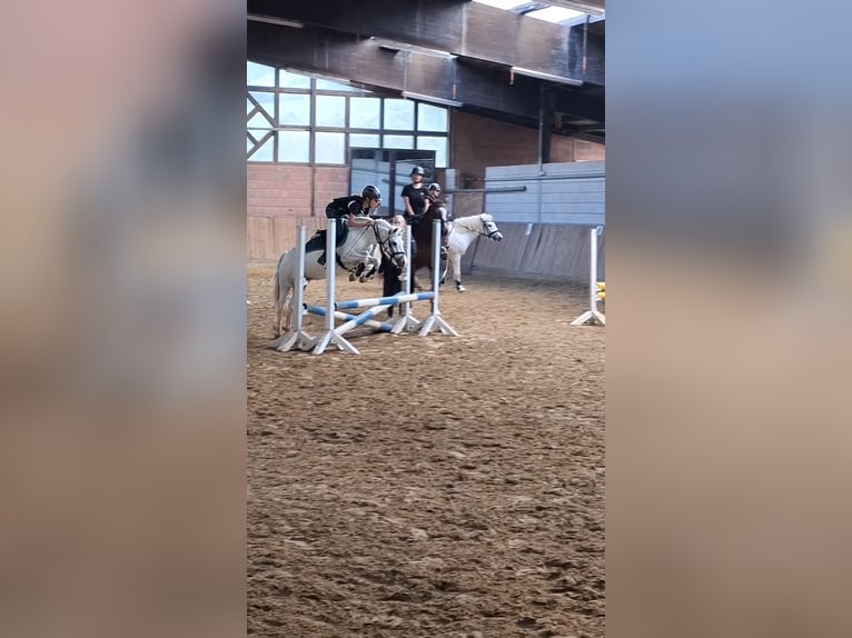 Welsh A (Mountain Pony) Mare 9 years 11.2 hh Grey in Iserlohnerlohn