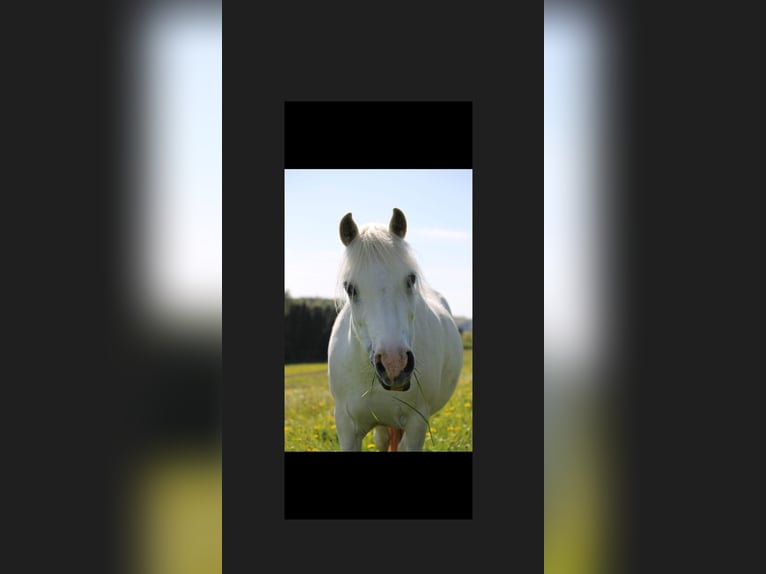 Welsh A (Mountain Pony) Mare 9 years 11.2 hh Grey in Iserlohnerlohn