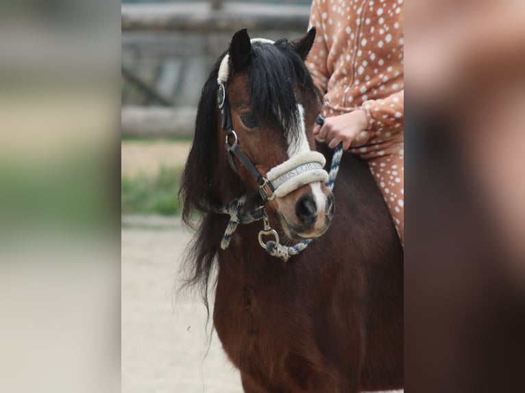 Welsh A (Mountain Pony) Mare 9 years 11,1 hh Brown in Casorezzo
