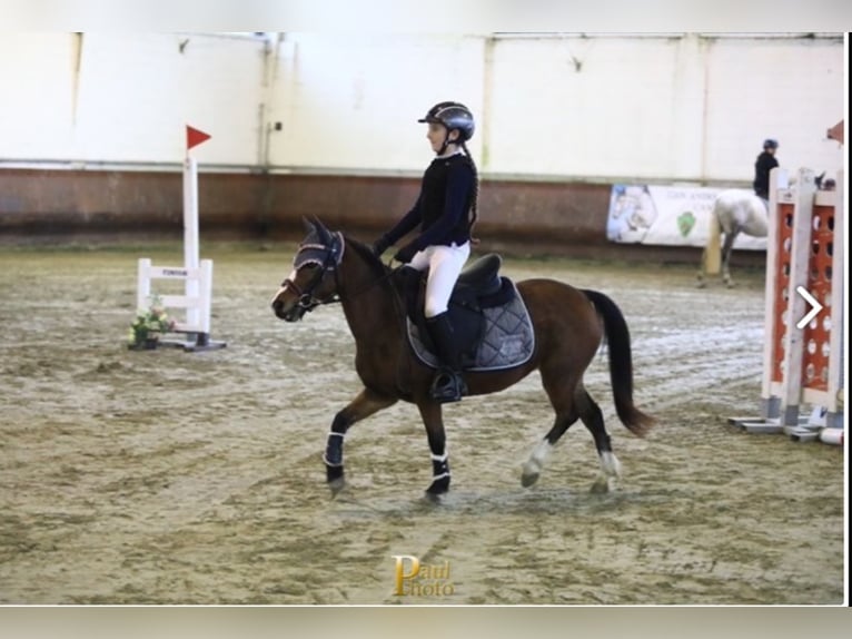 Welsh A (Mountain Pony) Mare 9 years 11,1 hh Brown in Casorezzo