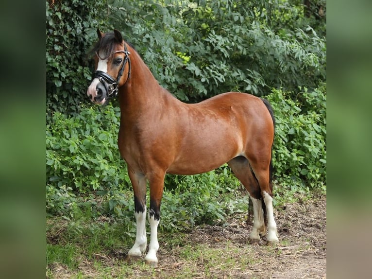 Welsh A (Mountain Pony) Mare 9 years 11,2 hh Brown in Aalten