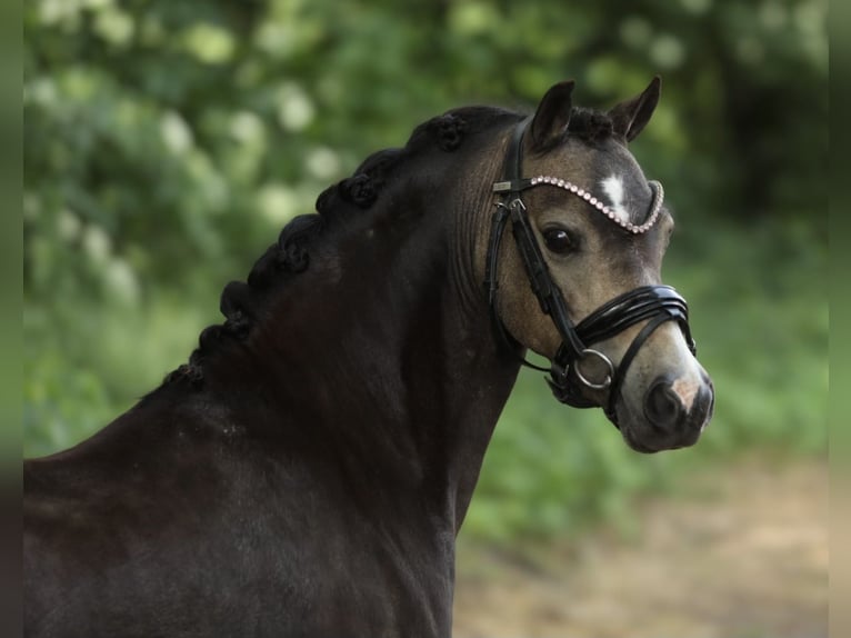Welsh A (Mountain Pony) Mare 9 years 11,2 hh Dun in Aalten