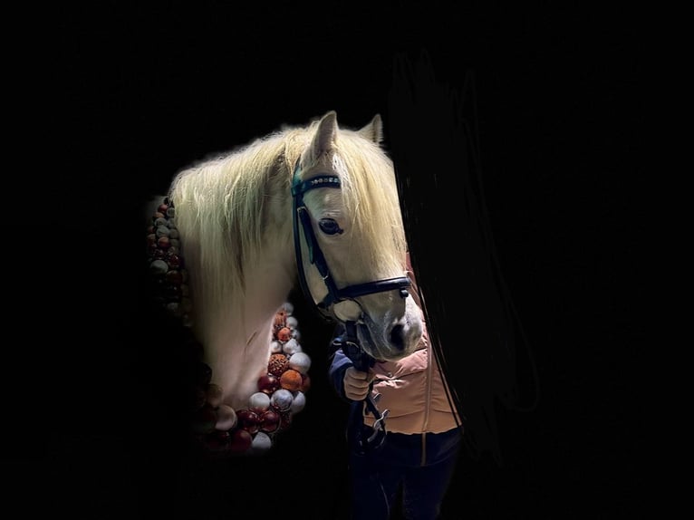 Welsh A (Mountain Pony) Mare 9 years 11,2 hh Gray in Altenburg