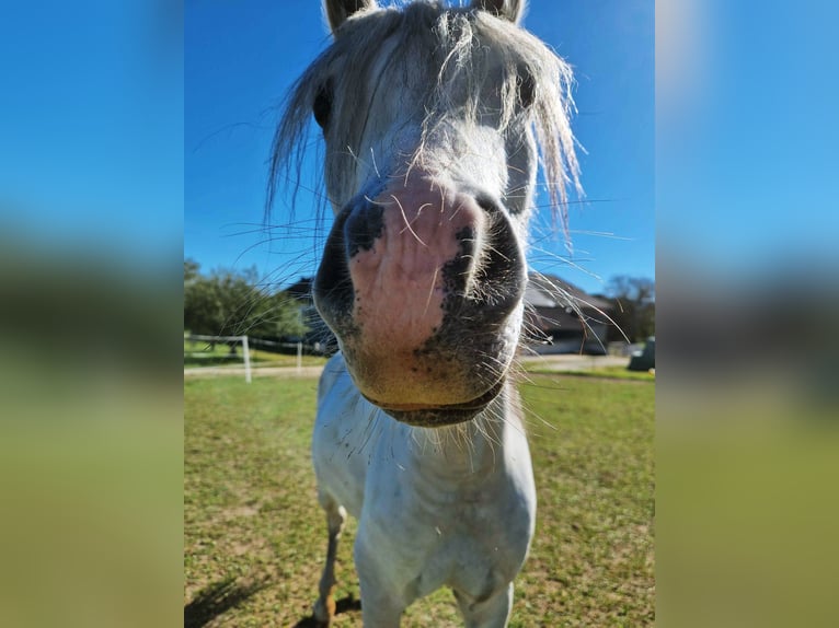 Welsh A (Mountain Pony) Mix Mare 9 years 11,2 hh Grey in Bad Zell