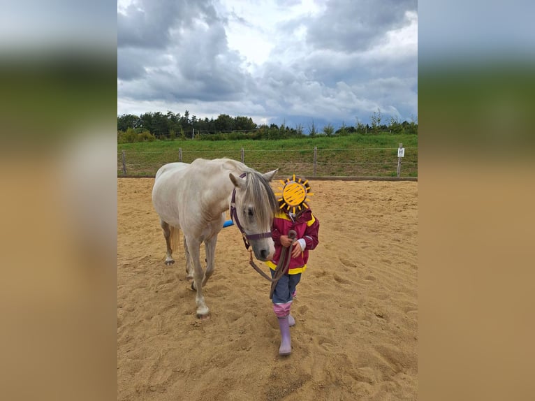 Welsh A (Mountain Pony) Mix Mare 9 years 11,2 hh Grey in Bad Zell
