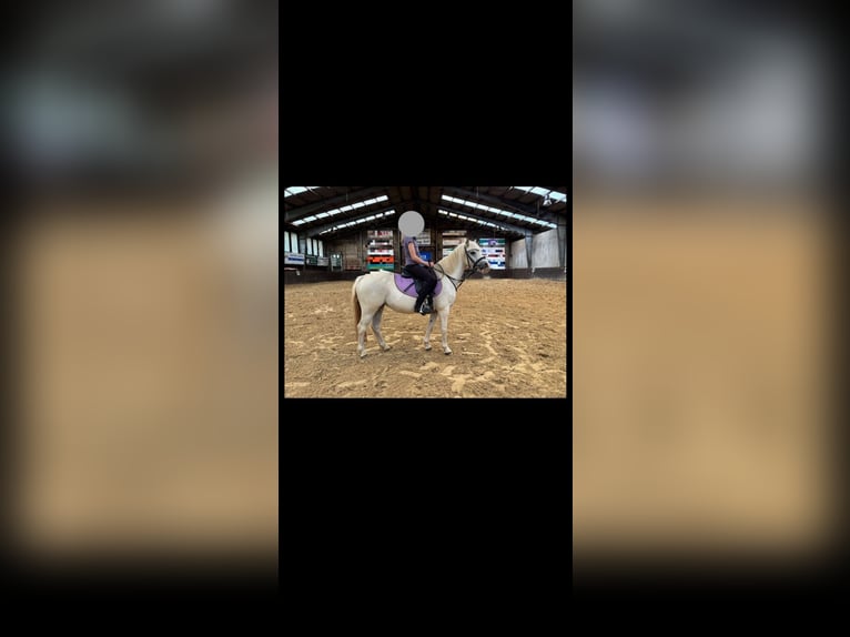 Welsh A (Mountain Pony) Mare 9 years 12.1 hh White in Lorup