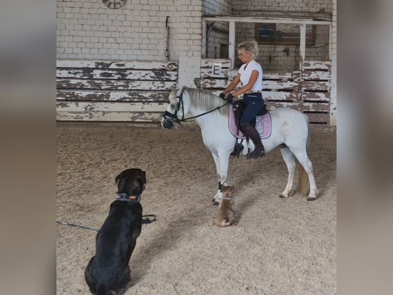 Welsh A (Mountain Pony) Mare 9 years 12 hh Grey in Schwalmstadt
