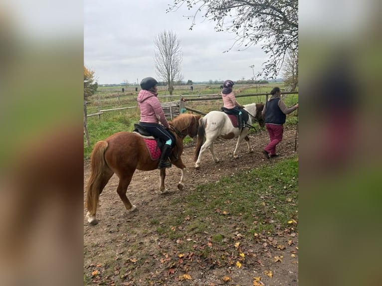 Welsh A (Mountain Pony) Mare 9 years 12,1 hh Chestnut-Red in Gr&#xE4;felfingGr&#xE4;felfing