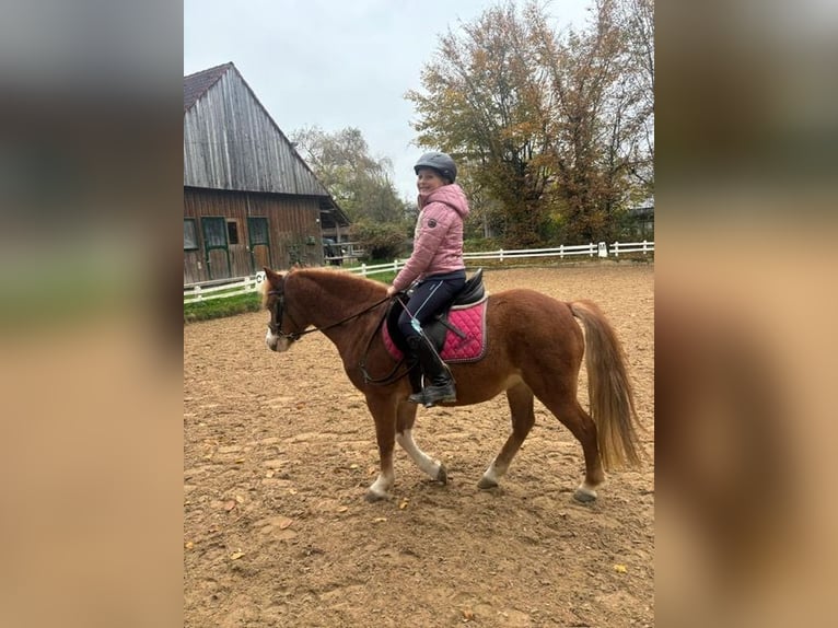 Welsh A (Mountain Pony) Mare 9 years 12,1 hh Chestnut-Red in Gr&#xE4;felfingGr&#xE4;felfing