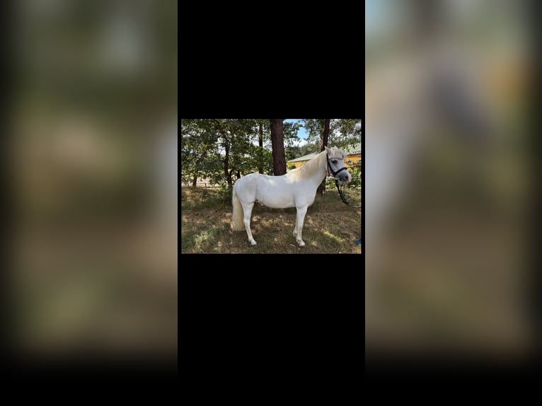Welsh A (Mountain Pony) Mare 9 years 12,1 hh Grey in Lorup