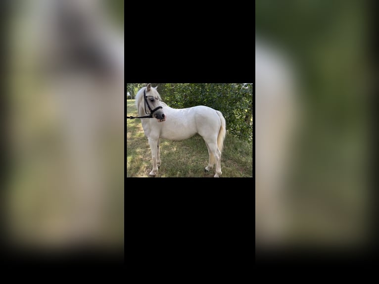 Welsh A (Mountain Pony) Mare 9 years 12,1 hh Grey in Lorup