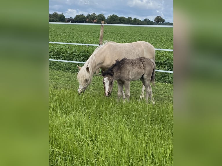 Welsh A (Mountain Pony) Mare Foal (05/2026) 11.2 hh Black in Barnstorf