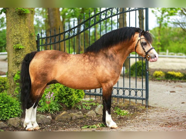Welsh A (Mountain Pony) Mare Foal (05/2026) 11.2 hh Black in Barnstorf