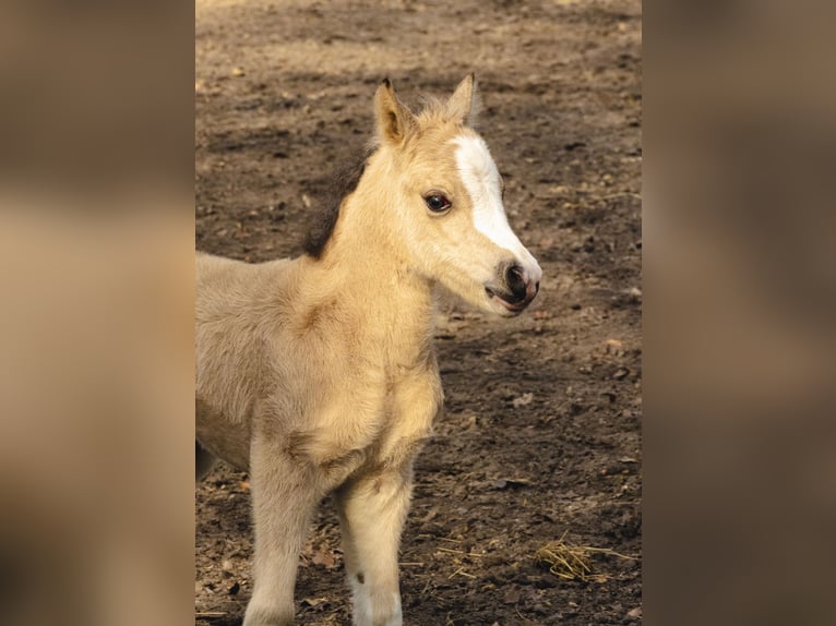 Welsh A (Mountain Pony) Mare Foal (01/2026) 11.2 hh Buckskin in Neumünster