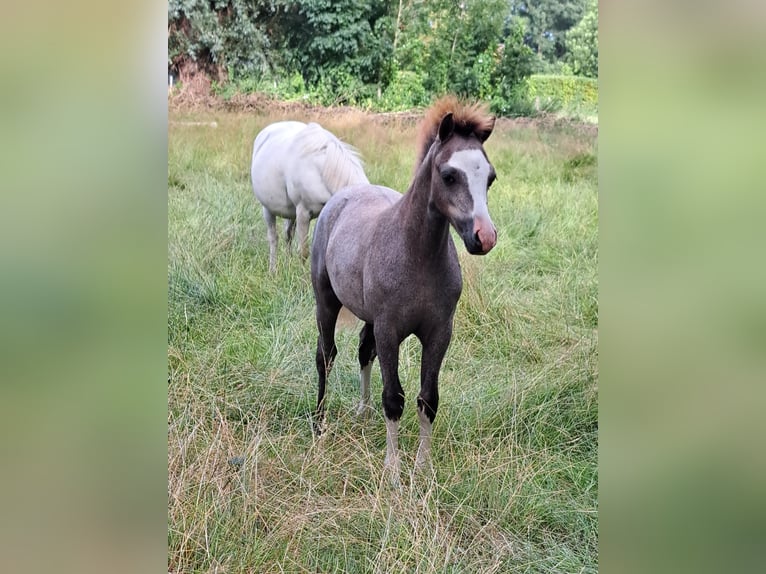 Welsh A (Mountain Pony) Mare Foal (03/2026) 11.2 hh Grey in Schoonebeek