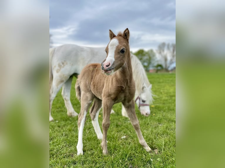 Welsh A (Mountain Pony) Mare Foal (04/2025) 11,2 hh in Weener