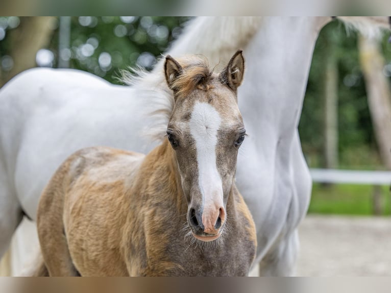 Welsh A (Mountain Pony) Mare Foal (04/2025) 11,2 hh in Weener