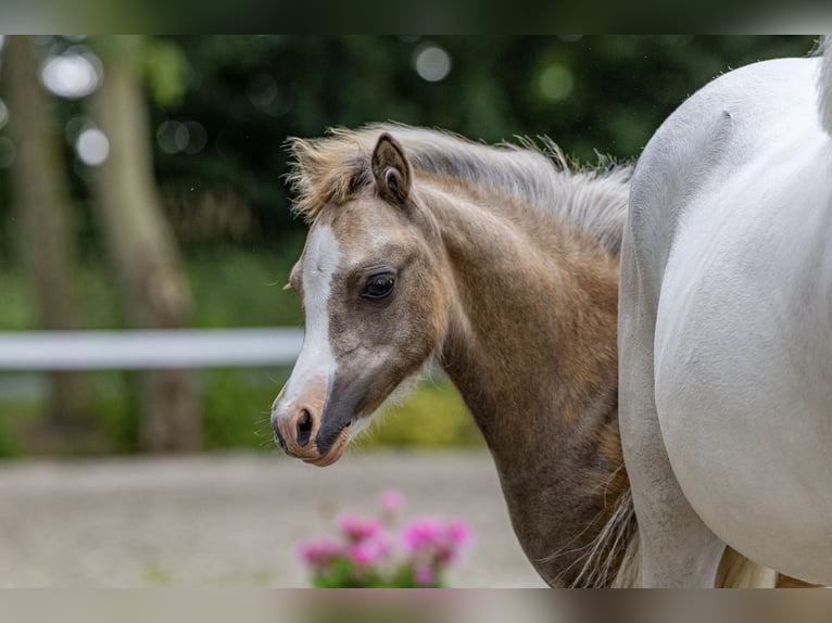 Welsh A (Mountain Pony) Mare Foal (04/2025) 11,2 hh in Weener